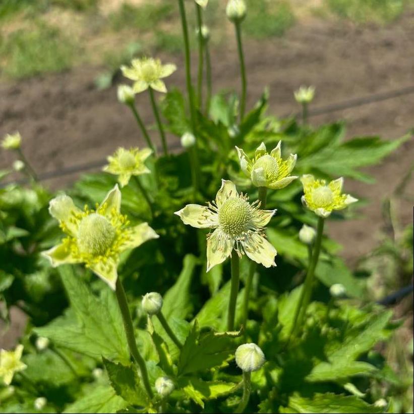 Tall Thimbleweed, Tall Anemone