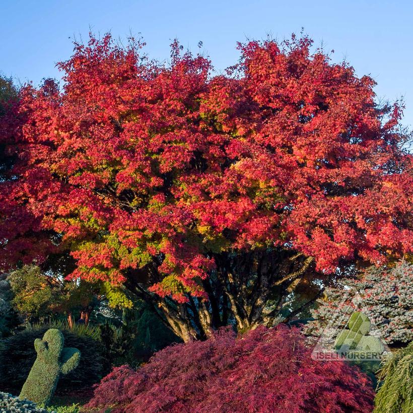 Tobiosho Japanese Maple - Acer palmatum &