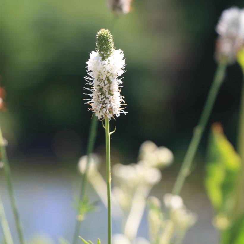 White Prairie Clover