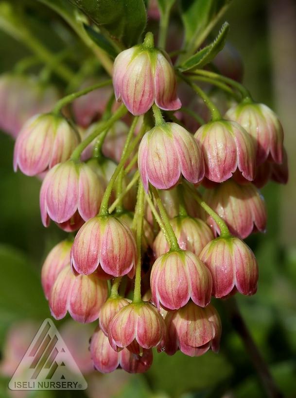 Redvein Enkianthus - Enkianthus campanulatus &