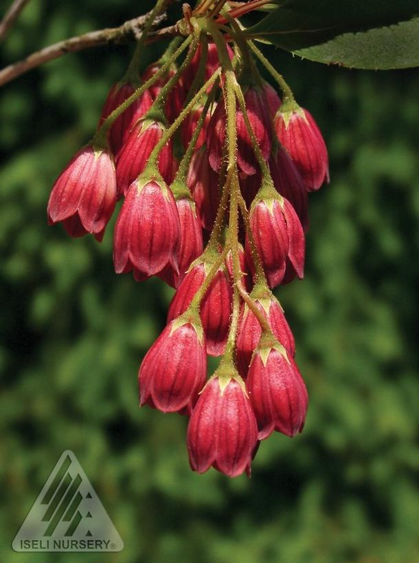 Jan Iseli Red Redvein Enkianthus