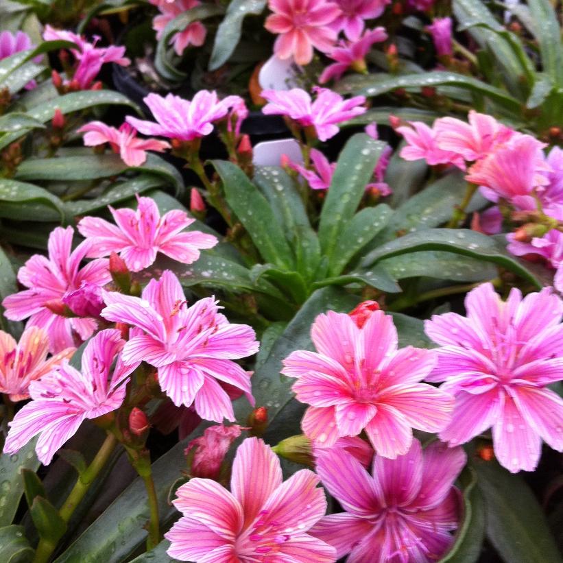 Lewisia