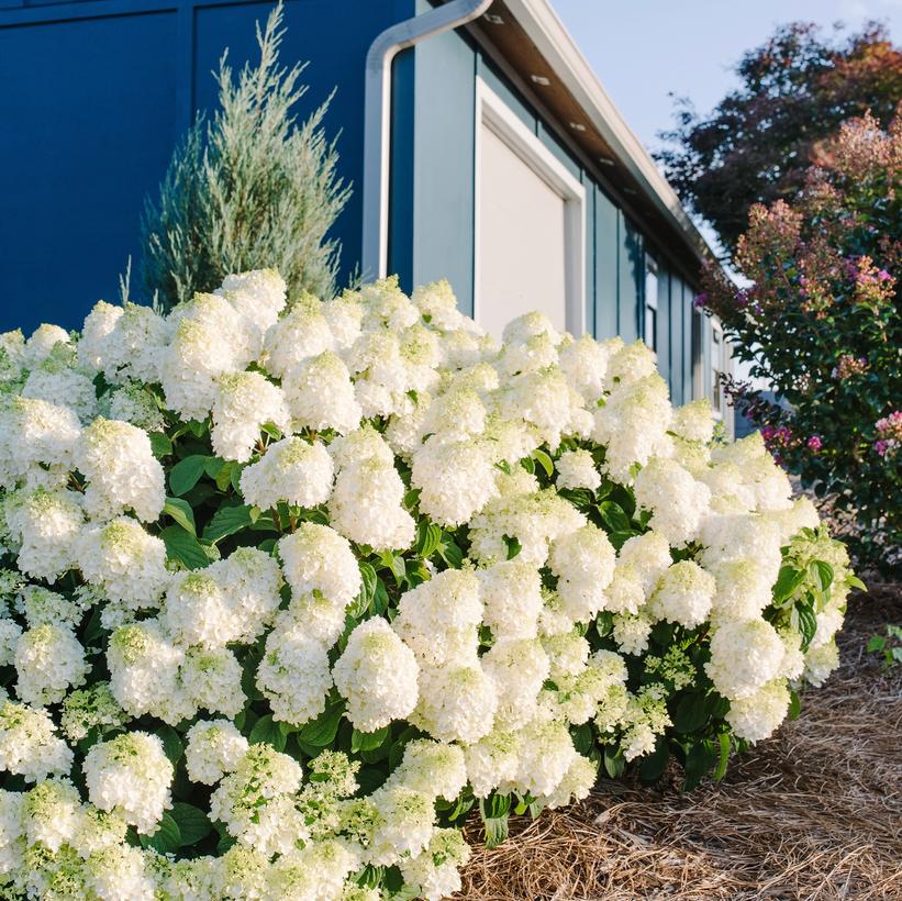 Bailpanone Little Hottie® Panicle Hydrangea