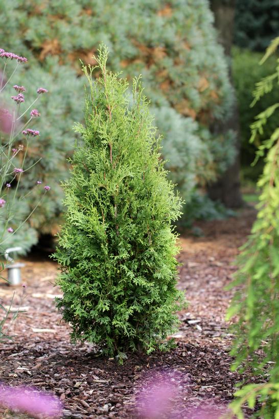 Private Jet™ Cedar, Private Jet™ Arborvitae