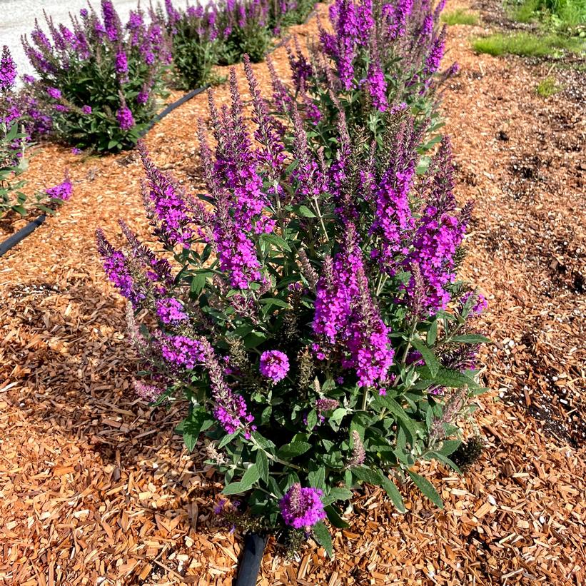 PODvb3-30 Birthday Cake™ Butterfly Bush