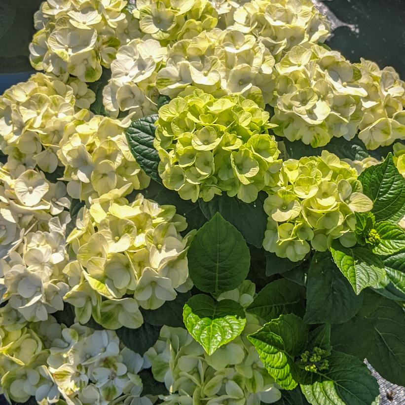 Hokomagrito Grin and Tonic™ Hydrangea