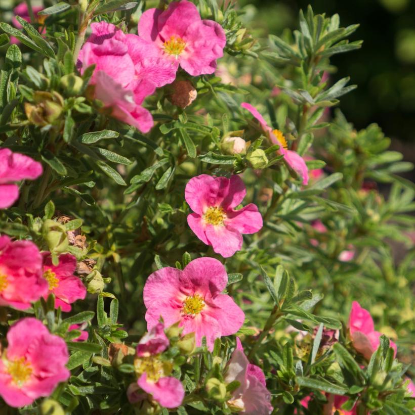 Hachliss Bella Bellissima® Cinquefoil