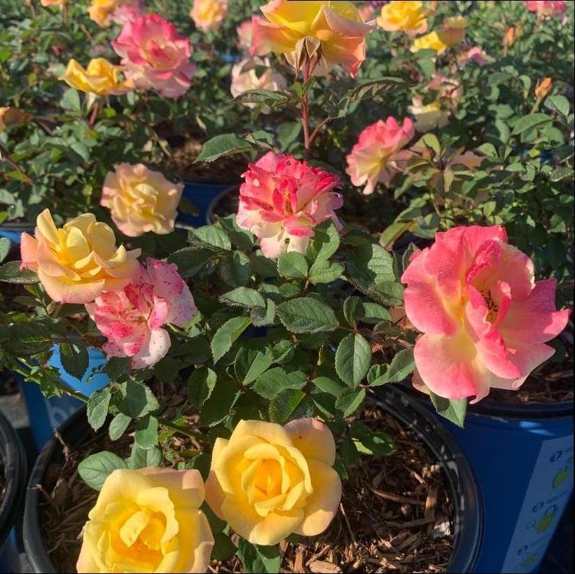 VLR12062 Gumball Goody™ Rose