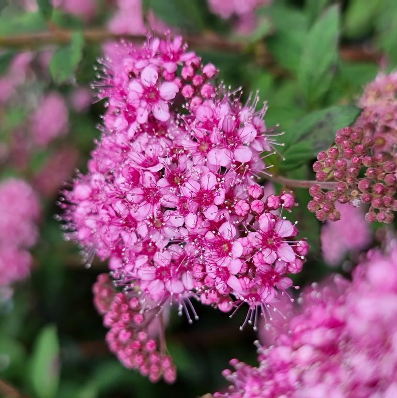 Odessa Poprocks® Petite Spirea