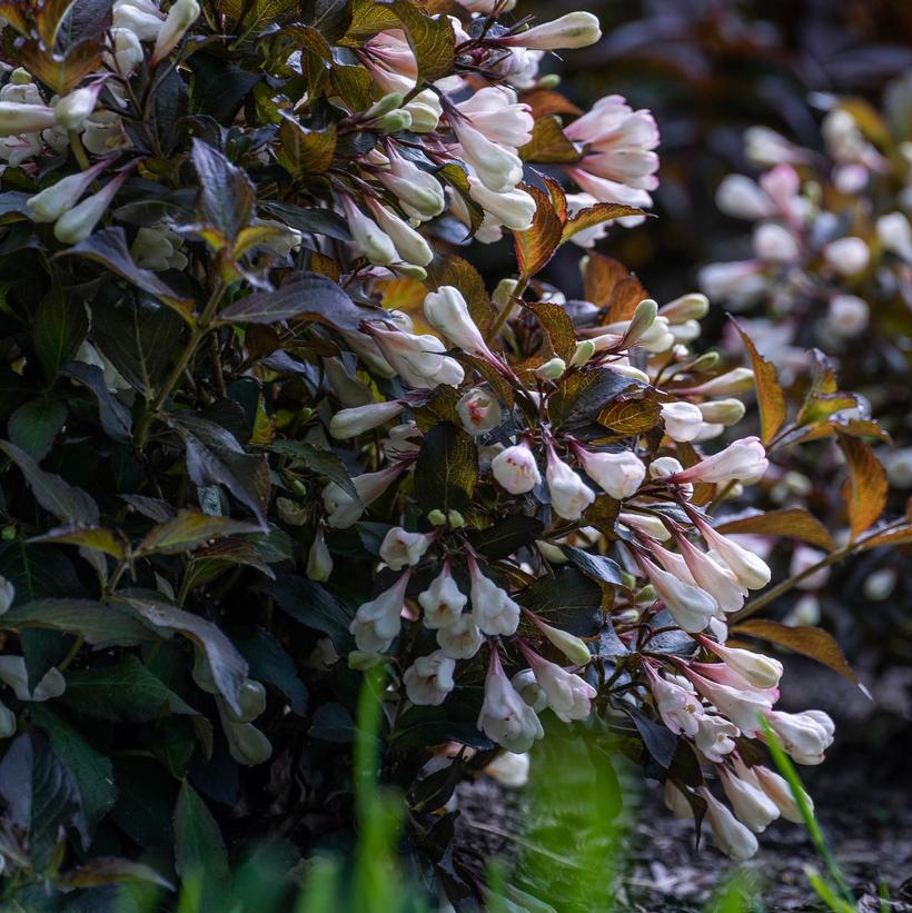 AZ Afterglow™ Weigela
