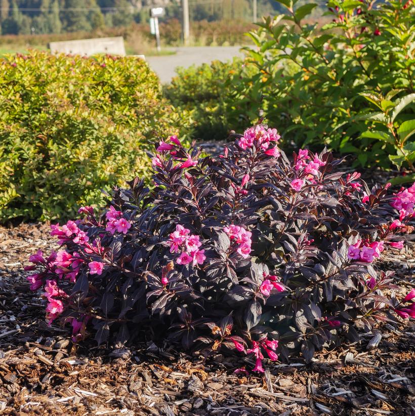 Spring 2 Stunner® Weigela
