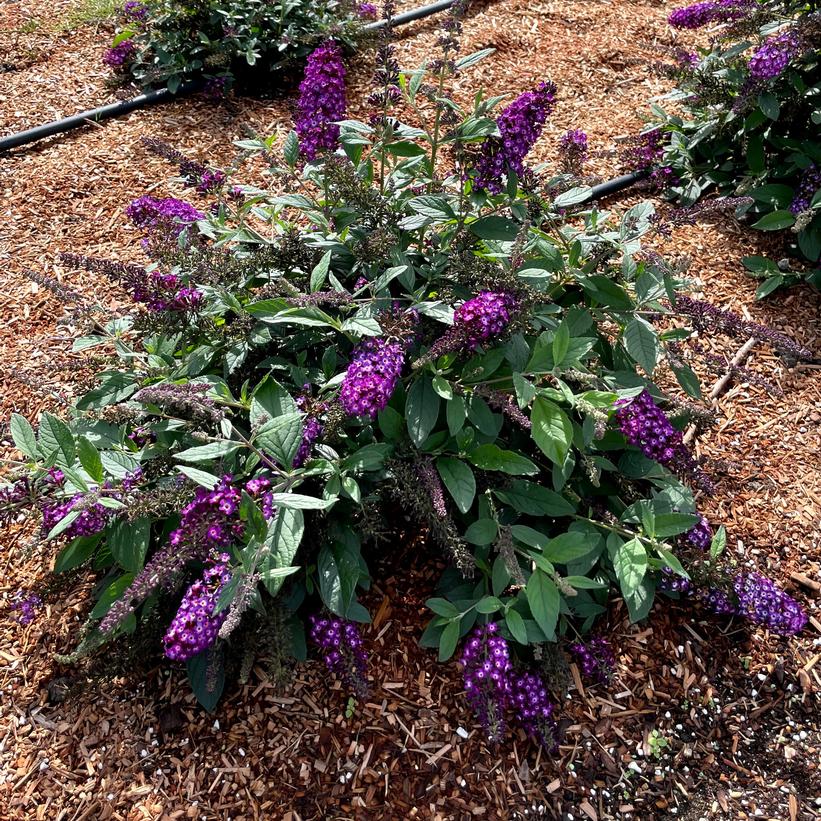 PODvb9-15 Blueberry Pie™ Butterfly Bush