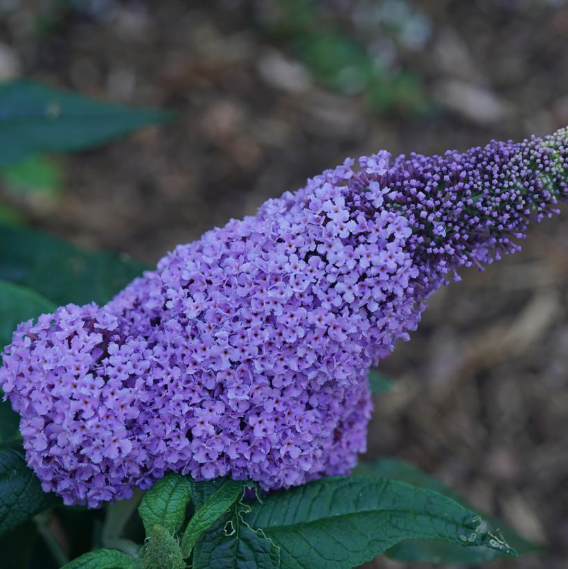SMNBDL Pugster Amethyst® Butterfly Bush