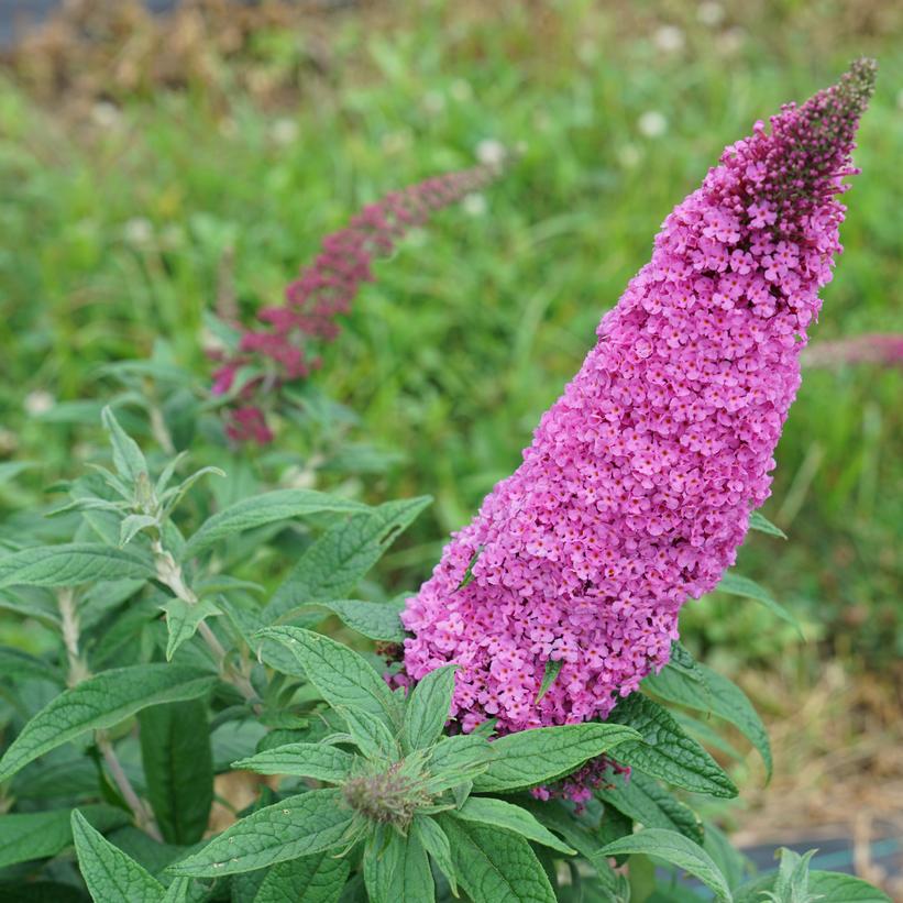SMNBDB Pugster Pinker® Butterfly Bush