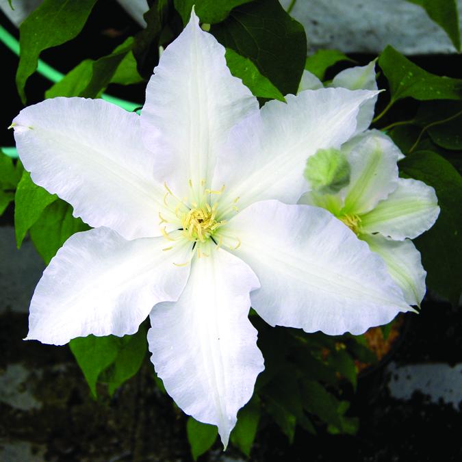 Gillian Blades Clematis
