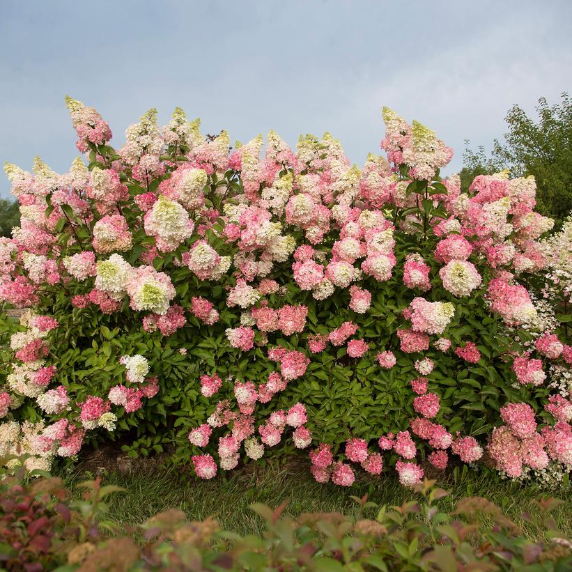 Renba Berry White® Panicle Hydrangea
