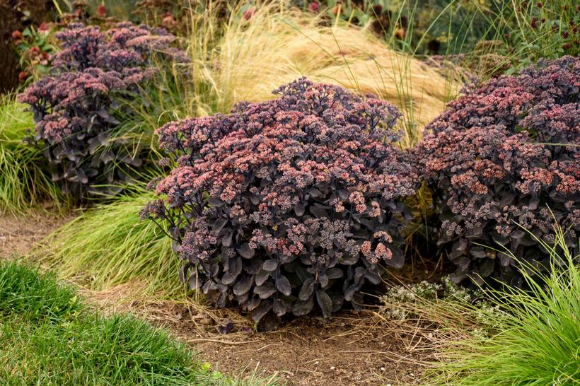Back in Black Stonecrop