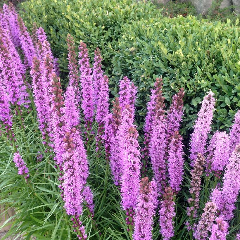 Blazing Star, Gayfeather