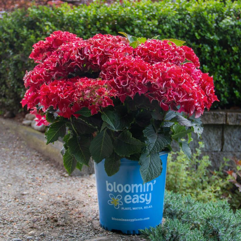 Hokomabavi Frill Ride™ Bigleaf Hydrangea