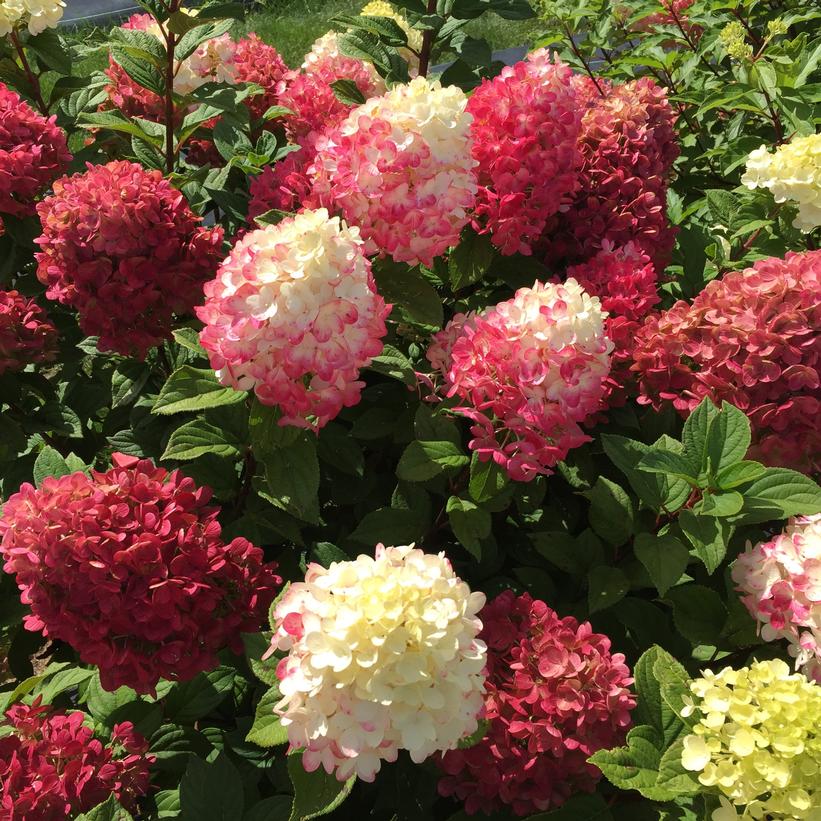 SMNHPH Little Lime Punch® Panicle Hydrangea