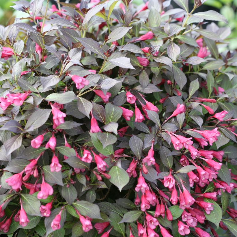 SMNWFMS Midnight Wine Shine® Weigela