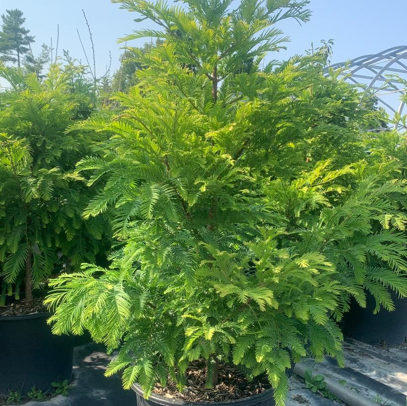Dwarf Dawn Redwood