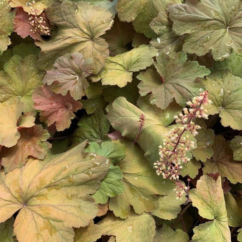 Coral Bell, Alum Root