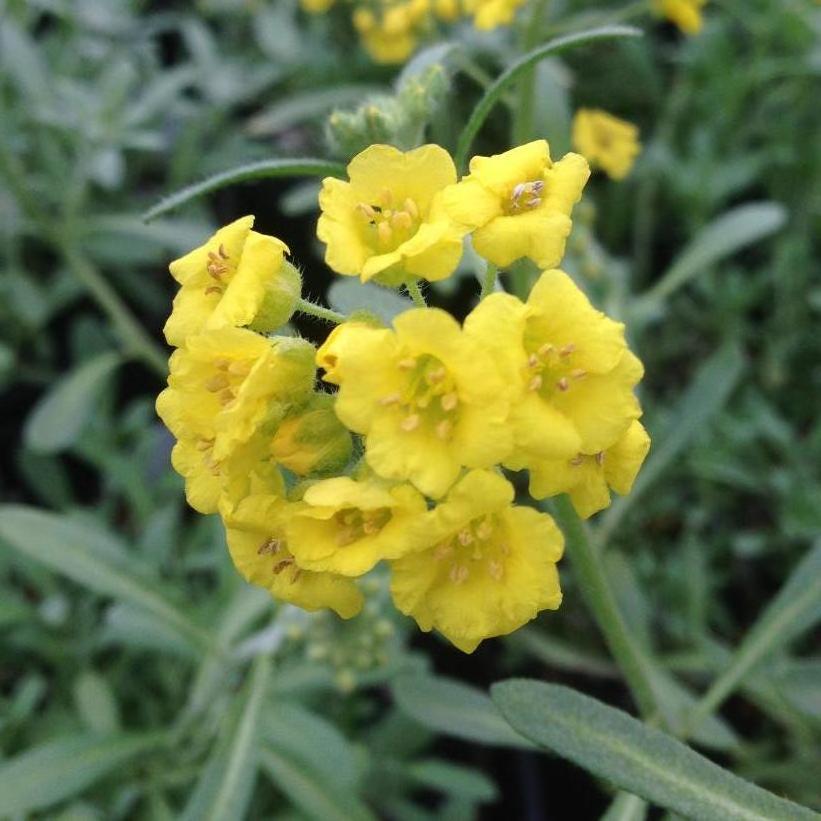 Mountain Gold Alyssum, Mountain Alyssum