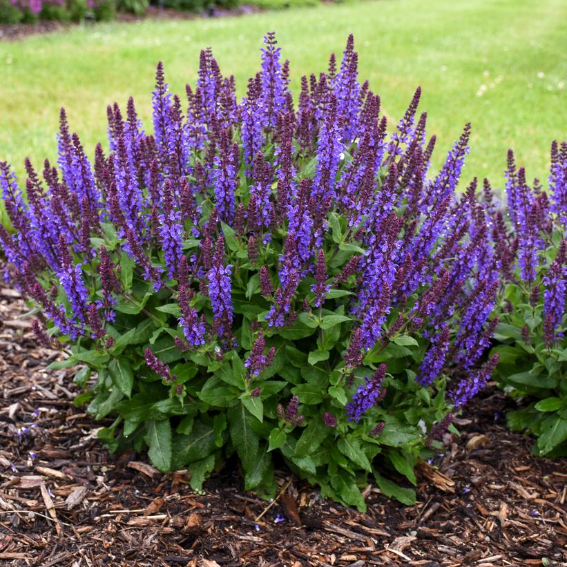 Violet Profusion Salvia