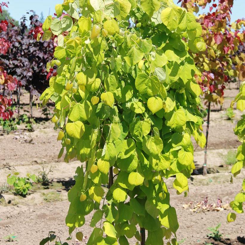 Golden Falls® Redbud