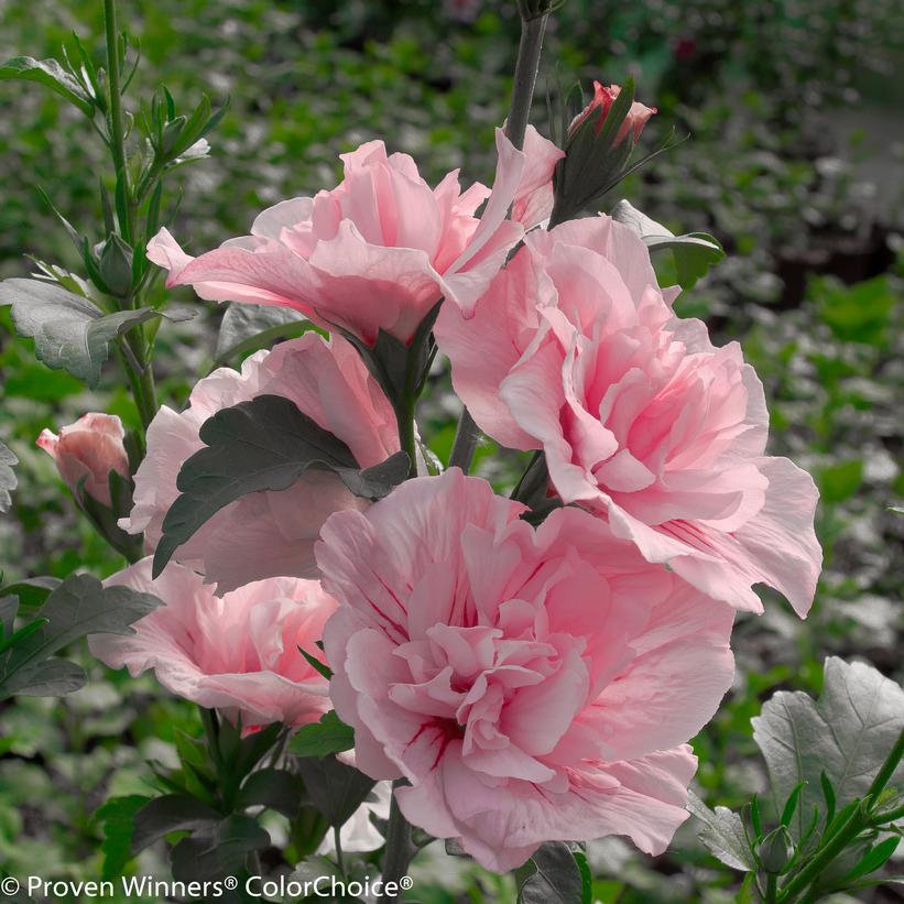Pink Chiffon™ Rose of Sharon
