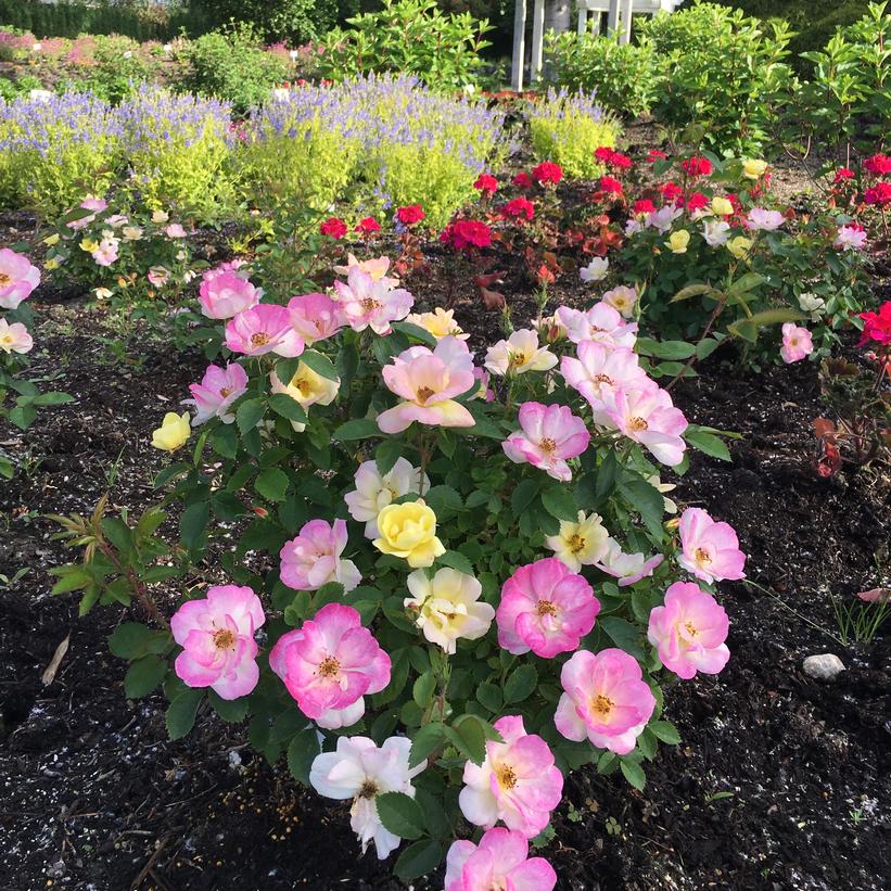 Radpastel Peach Lemonade® Rose