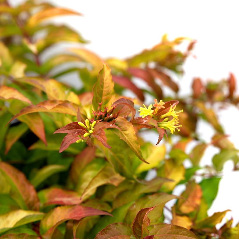 Bokofire Firefly™ Bush Honeysuckle