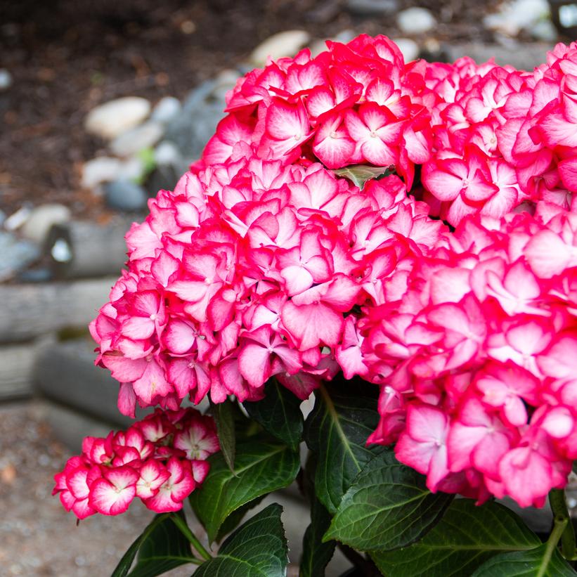 Hokomabebos Kimono™ Bigleaf Hydrangea
