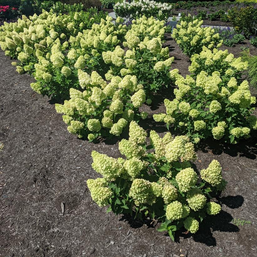 HYLVI7522 Dragon Baby™ Hydrangea
