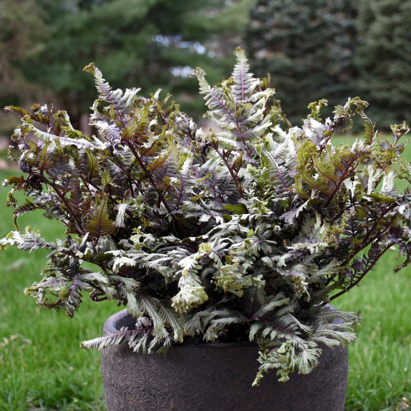 Crested Surf Japanese Painted Fern