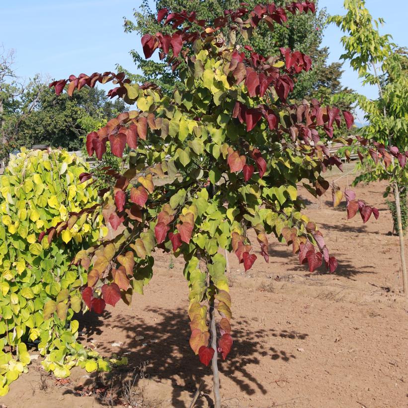 Flame Thrower Redbud