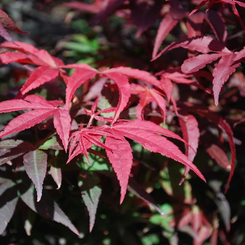Winter Columnar Japanese Maple