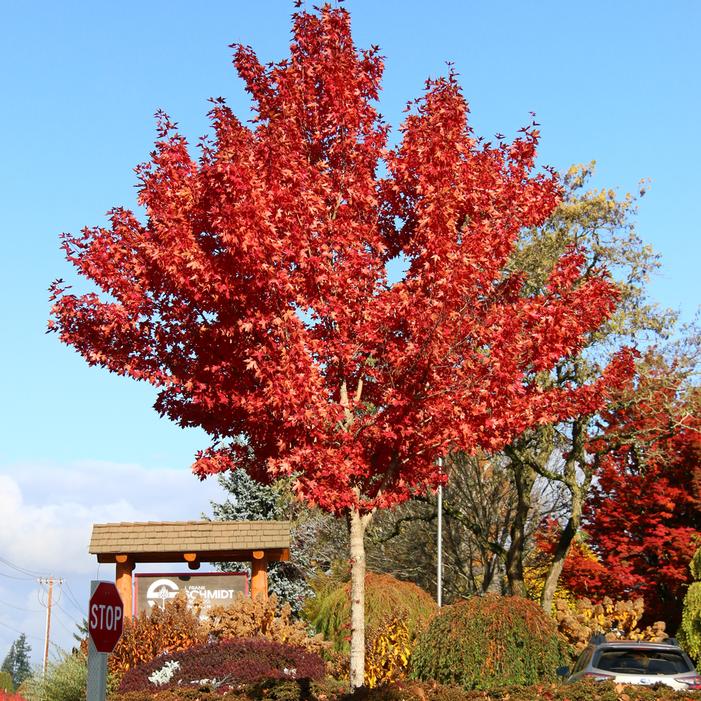 Urban Sunset™ Maple