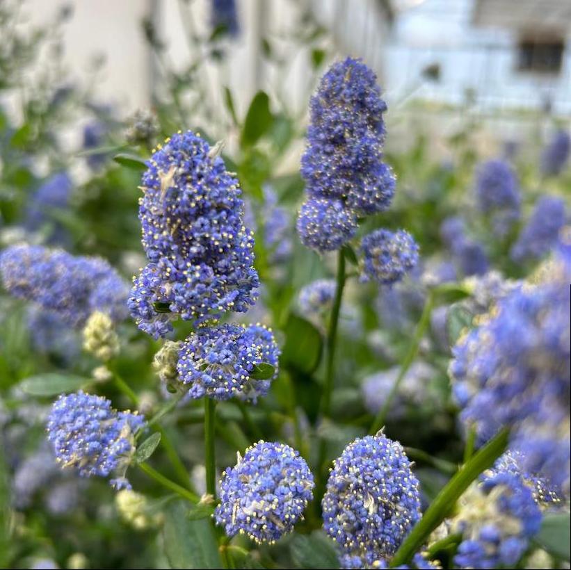 Victoria California Lilac - Ceanothus impressus &