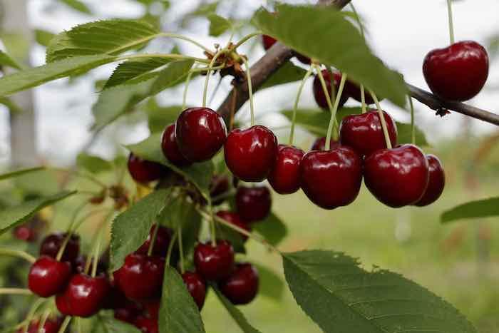 Black Gold Cherry