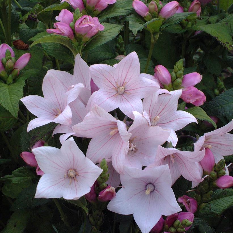 Astra Pink Balloon Flower