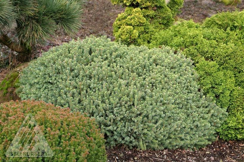 Hedgehog White Spruce, dwarf White Spruce