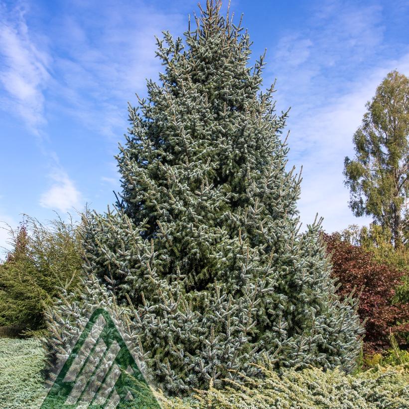 Silver Blue Serbian Spruce