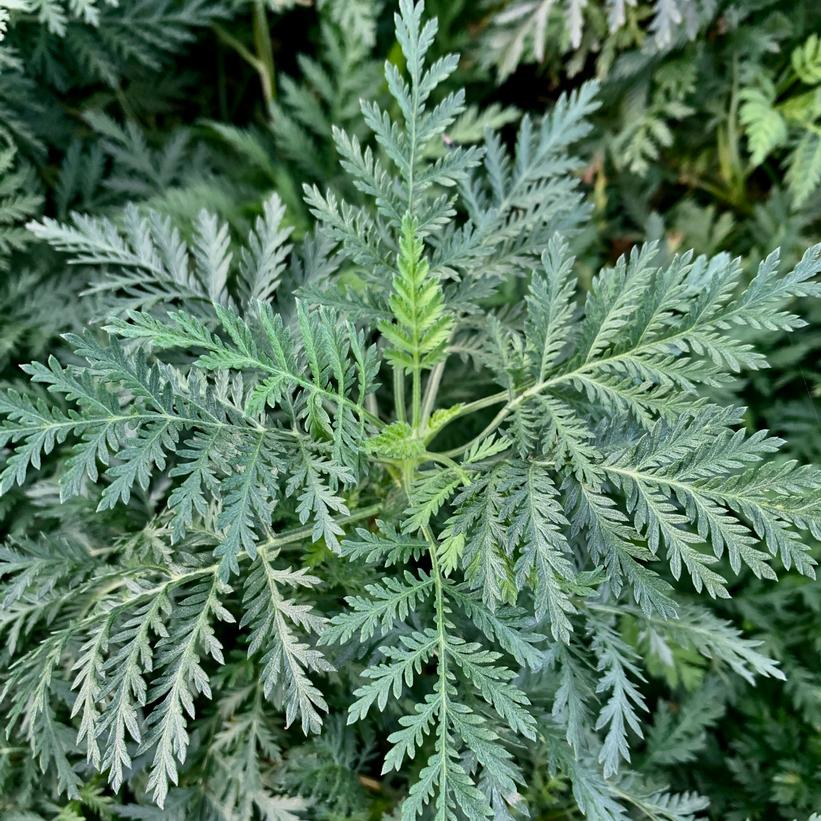 SunFern™ Olympia Wormwood
