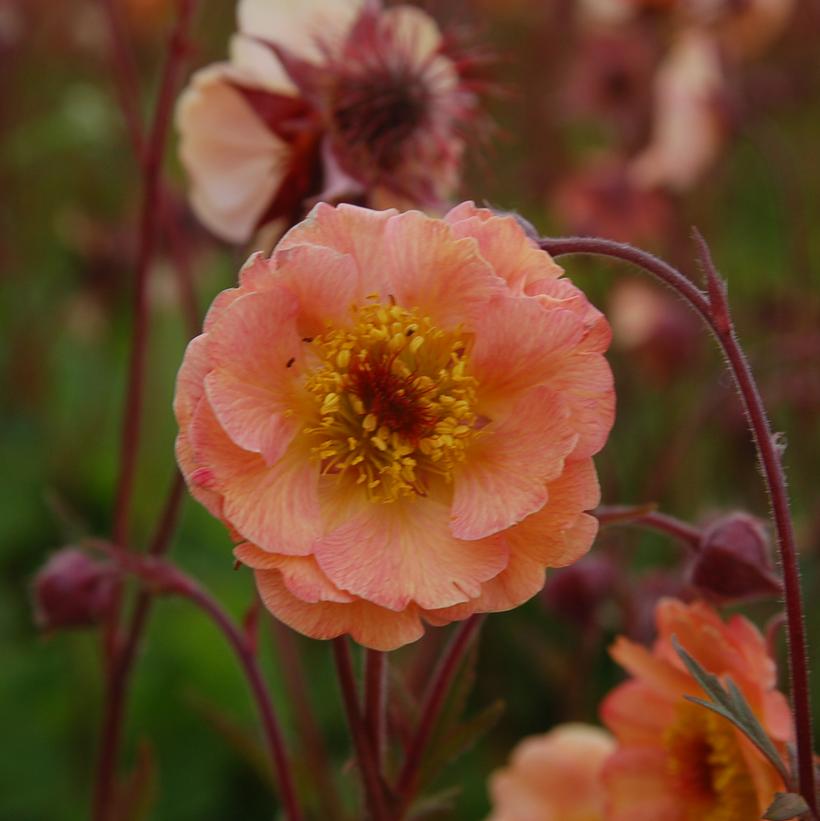 Mai Tai Avens