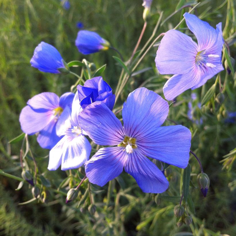 Perennial Flax, Blue Flax