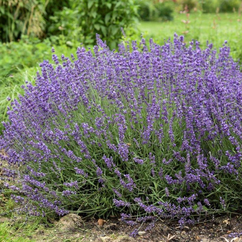 Imperial Gem English Lavender