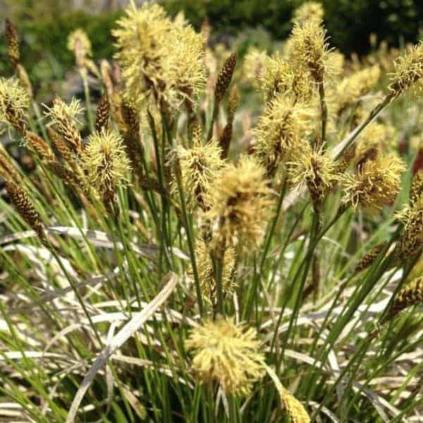Straw Hat Sedge