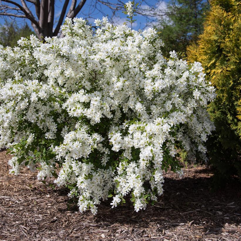 Bailmoon Lotus Moon™ Pearlbush